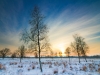 Berken in de sneeuw