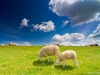 Schapen in de Carel Coenraadpolder