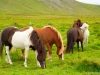 IJslandse paarden
