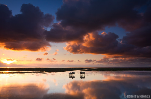 Schapen op het wad