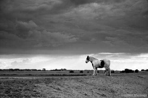 Paard op de dijk