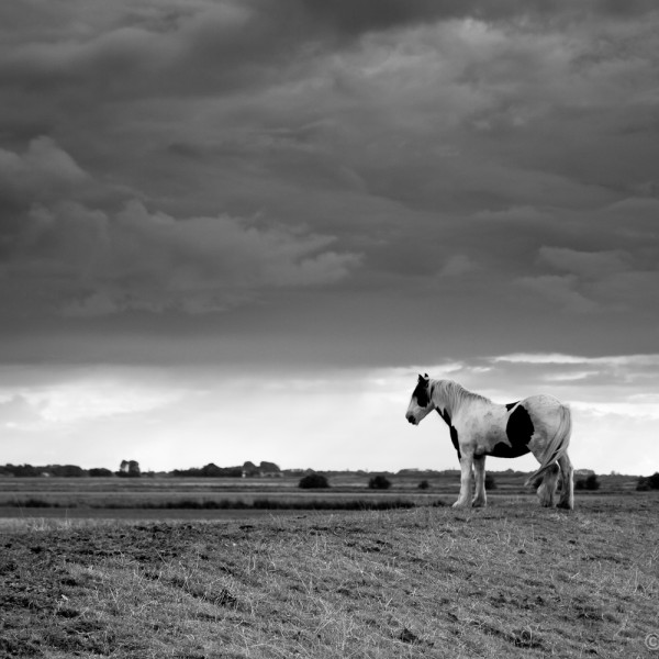 Paard op de dijk